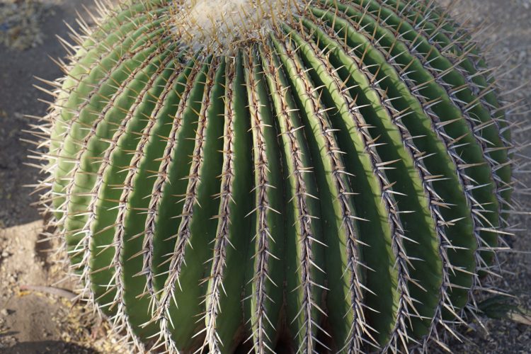 mindfulness en compassie bij pijn