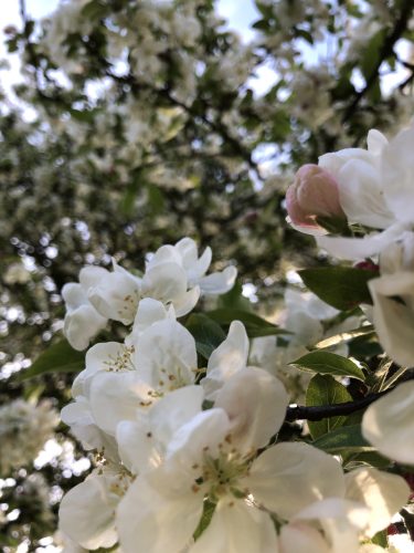 mindfulness en compassie opleiding