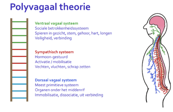 Polyvagaaltheorie en veiligheid - Academie voor leven
